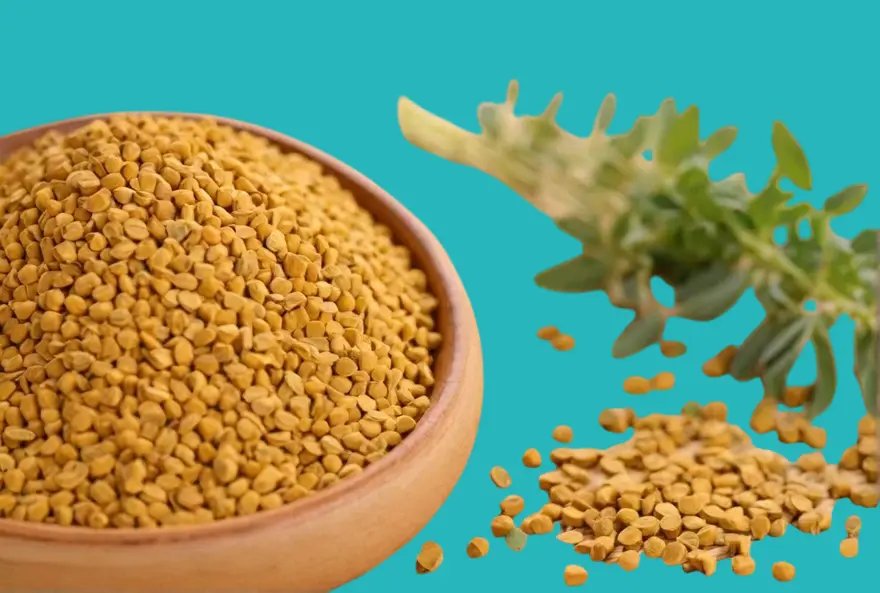fenugreek