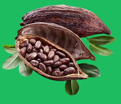 الكاكاو الخام