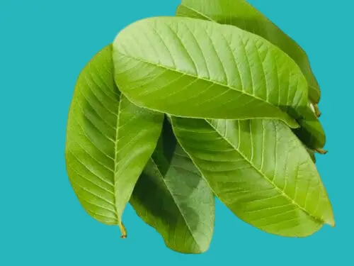 ورق الجوافة طارد للبلغم