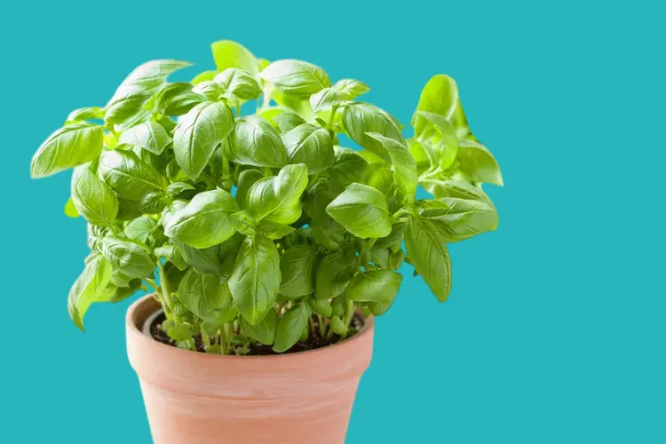 herbs