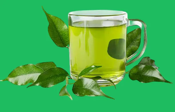 الشاي الاخضر