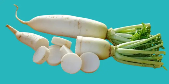 الفجل الابيض للشعب الهوائية