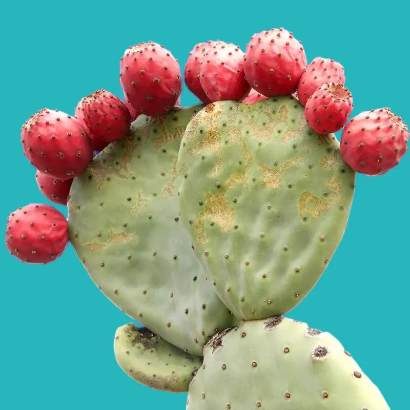 Benefits of prickly pear for the digestive system and colon 