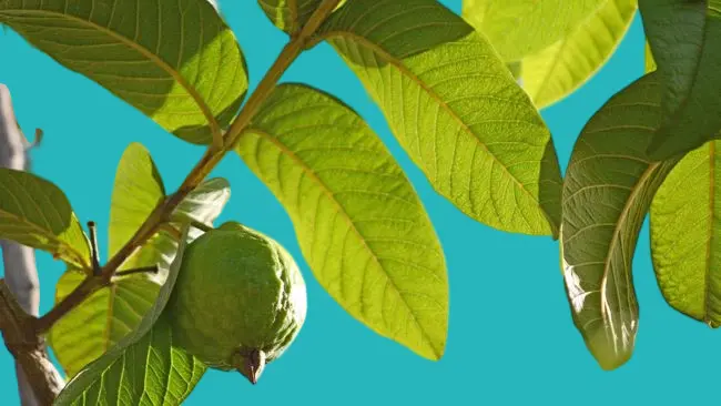 فوائد ورق الجوافة في تهدئة الكحة