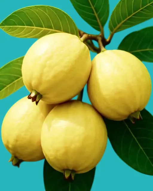 الجوافة مصدر غني بفيتامين سي