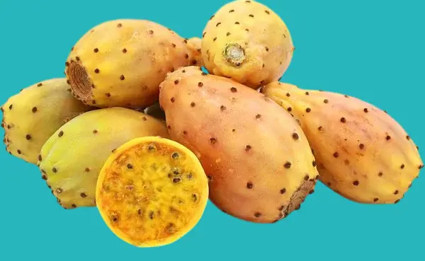 فوائد التين الشوكي