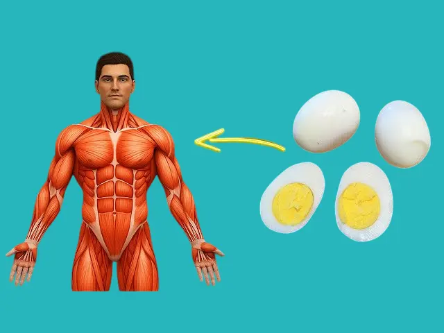 أهمية البيض لبناء العضلات