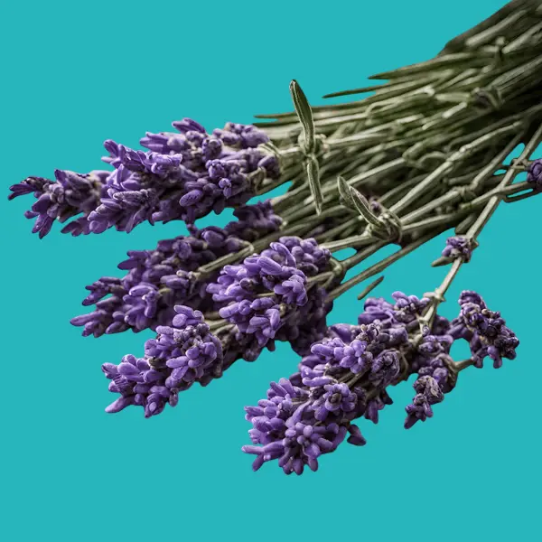 herbs 