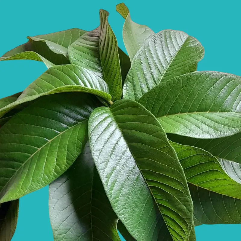 فوائد ورق الجوافة في تهدئة الكحة الشتوية 